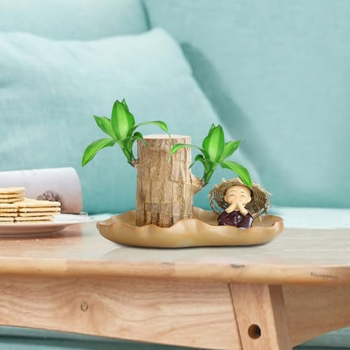 Tronco De Brasil Planta Natural, Planta De Madera Brasileña, Plantas De Madera De La Suerte Brasileña, Plantas De Maderas De La Suerte Con Maceta Y Figura, Para Decoración De Escritorio