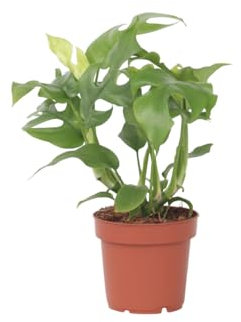 Plant in a Box - Rhaphidophora Tetrasperma - Monstera 'Minima' - Mini-Monstera - Topf 12cm - Höhe 20-30cm