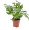 Plant in a Box - Rhaphidophora Tetrasperma - Monstera 'Minima' - Mini-Monstera - Topf 12cm - Höhe 20-30cm