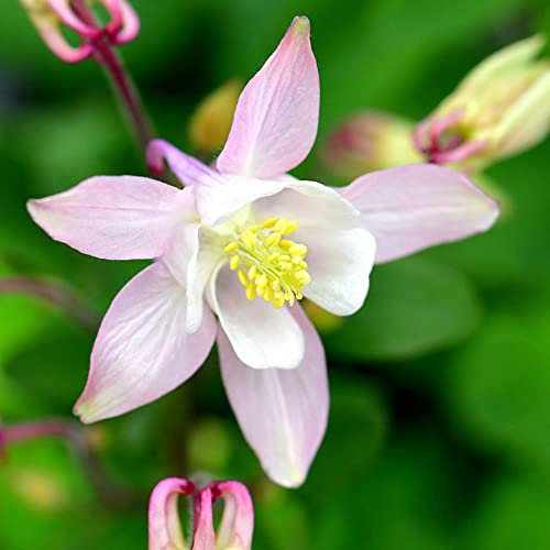 250pcs Rosa Akelei Samen Blumen Bonsai Samen Akelei Pflanze Blumensamen Gastgeschenk Winterharte Pflanzen FüR Garten Bodendecker Winterhart MehrjäHrig Geschenk Garten