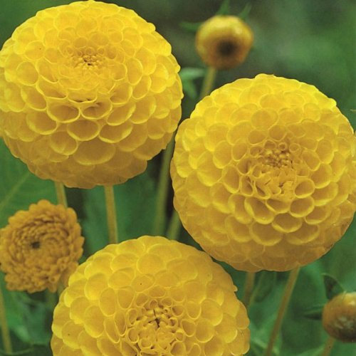 Dahlia Pom-Pom 'Golden Sceptre' WPC Prins Quality Bulb/Tuber Pack x1