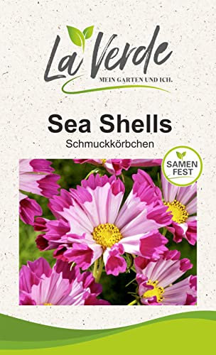Cosmee Sea Shells Blumensamen