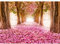 Runa Art Fototapeten 396 x 280 cm Wald Blumen Allee - Vlies Wanddekoration Wohnzimmer Schlafzimmer - Deutsche Manufaktur - Rosa 9044012b