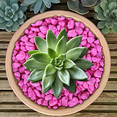 GardenersDream Premium Fluorescent Plant Pot Garden Gravel - Fluorescent Stones for Decoration (Magenta, 1kg)
