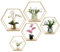 Hexagon Wandregal Metall 5er Set, Gold Deko Hängeregal Loft Wandregale, Wand Regal für Wanddeko in Wohnzimmer, Schlafzimmer, Bad, Café und Hotel