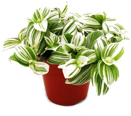 Exotenherz - Dreimasterblume - Tradescantia zebrina Brightness - pflegeleichte hängende Zimmerpflanze - 12m Topf - weiss