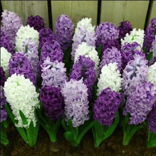 Vielfalt,Leicht zu keimen,Einfach anzubauen,Kältebeständig, Natürlich und biologisch,Gesunde Zwiebeln, Winterharte Rhizome,Winterhartes-2 Hyazinthen Zwiebeln