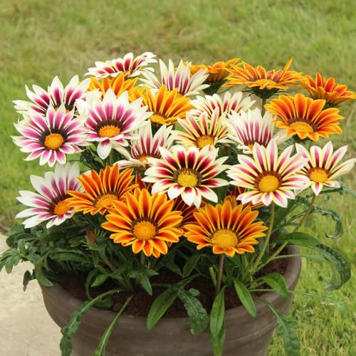 YouGarden - 120 x Gazania Firecracker Mix Pro Plugs Garden Ready to Plant Out Garden Plant Plugs