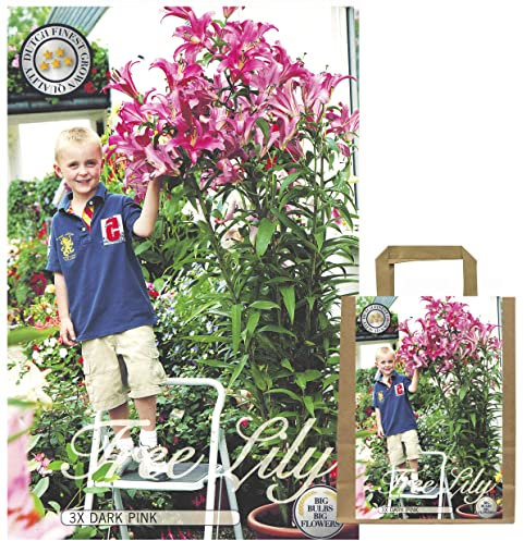 Lilien Zwiebeln Mix, Baumlilien in verschiedenen Sorten und Farben, Winterharte Blumenzwiebeln in Geschenkverpackung (3 x Baumlilien Dunkel Rosa)
