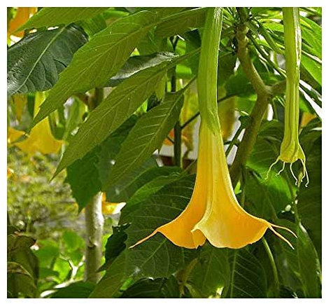 Exotic Plants Brugmansia pumpkin yellow - - 10 semi