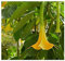 Exotic Plants Brugmansia pumpkin yellow - - 10 semi