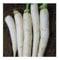 50 graines japonaises Minowase Radis Graines [daikon]
