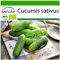 SAFLAX - BIO - Cetriolo - Vorgebirgstraube - 15 semi - Cucumis sativus