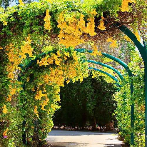 Dolichandra Cat's Claw Vine Creeper Flower Seeds - 25 Organic Seeds