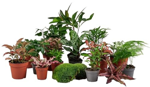 Carbeth Plants 6 x Terrarium Plant Mix – Easy to Care Indoor Plants Ideal for Closed or Open Terrariums – Assorted Varieties Suited to Growing in Glass Containers or Decorative Jars