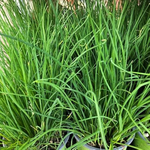 Erba cipollina (Allium schoenoprasum) [Vaso Ø14cm]