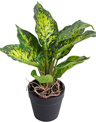 Kunstpflanze (Palme, Ficus, Schefflera, Akuba, Croton) Höhe ca. 30 cm im schwarzen Kunststofftopf (Dieffenbachia tropic)