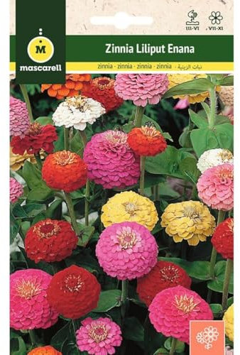 Mascarell Semillas, ZINNIA LILIPUT ENANA, Semillas Flores Exterior para Decoración, 2 Gramos