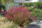 3 x Gaura lindheimeri 'Siskiyou Pink‘ (Stauden/Staude/Winterhart/Mehrjährig) Prachtkerze Rosa - Dauerblüher - Unermüdliche Blütenpracht für sonnige Beete - von Stauden Gänge