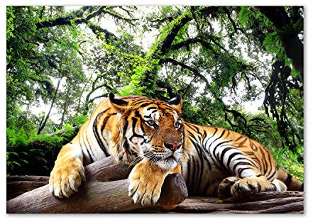 Tulup Impression sur Verre de 100x70 cm Image Tableau Photo décorative panoramique pour la Cuisine et Le Salon - Animaux - Tigre sur Le Rocher - Brun