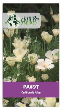 150 Graines Coquelicot de Californie creme blanc - alba - Eschscholzia