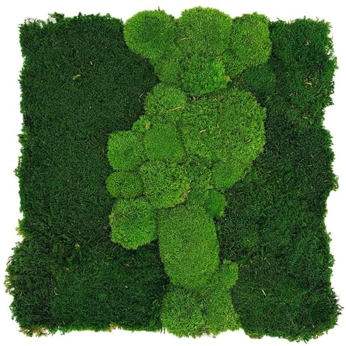 Moosplatte mit Flachmoos und Kugelmoos Moosbild Rentiermoosbild Islandmoos Rentiermoos Moos Wandbild Wanddeko Wandbilder mit Rentiermoos Mooswand Bilder Wanddekoration mit Moos (50x50 cm)