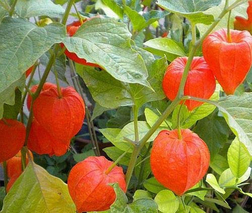 Exotic Plants Physalis franchetii Alkekengi gigantea - Lampionblume - 10 Samen