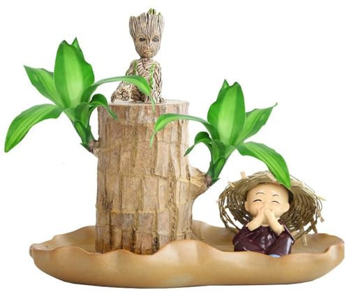 Plante de bois brésilien, plante de bois porte-bonheur, mini bois porte-bonheur du Brésil, plante de bureau d'intérieur, plantes de bureau à souche en pot(Brazilian Wood+Monk+Doll)