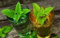 Certified Organic Seed Melisa (300ct) 2017 semillas