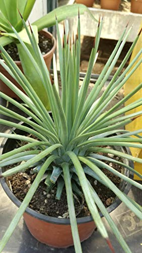 Agave stricta in vaso diam. 20 cm Cactus