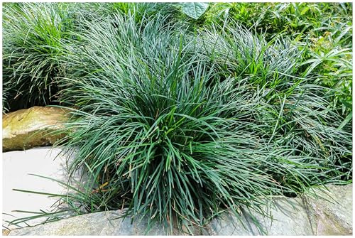 Stauden Gänge 10 x Ophiopogon japonicus Japanischer Schlangenbart | Niedriges Ziergras für Sonne bis Halbschatten, Blüte Juli bis August, mehrjährig, 9x9 cm Topf