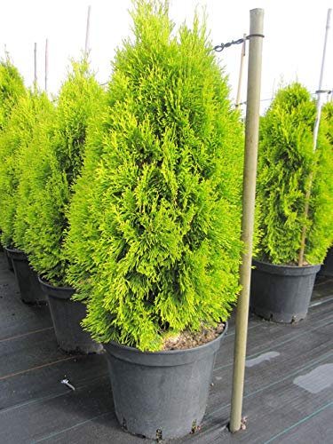 Thuja occidentalis Golden Smaragd (R) - Lebensbaum Golden Smaragd (R) Verpackungseinheit 1