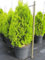 Thuja occidentalis Golden Smaragd (R) - Lebensbaum Golden Smaragd (R) Verpackungseinheit 1