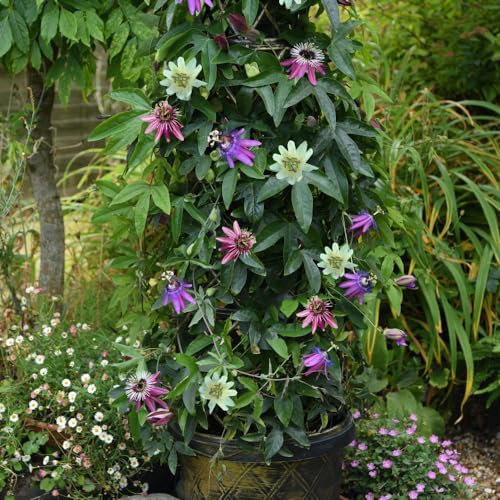 Passiflora Tricolour - Exotic Climbing Plant with Fabulous Flowers - Rapid Coverage for Trellises and Walls - Hardy & Low Maintenance - Easy to Grow - 1x 12cm Pot by Thompson and Morgan (1)