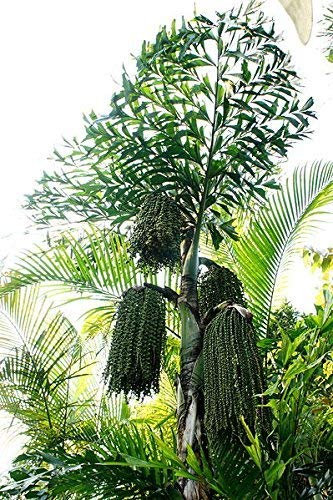 Fischschwanz-Palme 10 Samen *Caryota* -Seltene Schöne Zimmer-Palme-