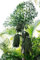 Fischschwanz-Palme 10 Samen *Caryota* -Seltene Schöne Zimmer-Palme-