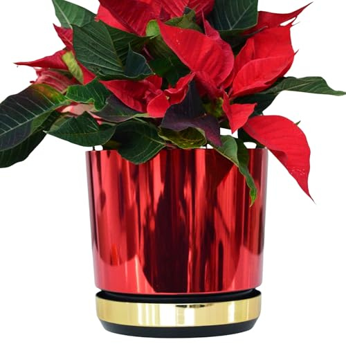KERD Weihnachtstopf 16 cm Rot-Gold Glänzend für Christstern | Ökologischer Übertopf Duo mit Untersetzer und Drainagesystem | Weihnachtsdeko