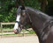 Trense EASY Pony HOCHWERTIGER KUNSTSTOFF mit Polyestereinlage ENGLISCH-KOMBINIERT