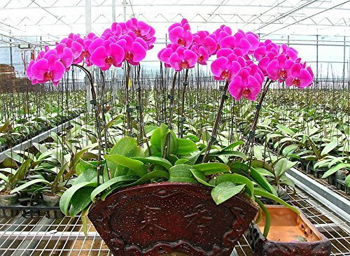 semi di orchidee idroponiche, fiori bonsai da interno quattro stagioni, Phalaenopsis Orchidee - 50 pezzi semi