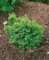 Taxus cuspidata 'Nana' 40-50 cm - Japanische Eibe, immergrün, kompakter Wuchs, ideal für Hecken und Kübel, pflegeleicht und winterhart