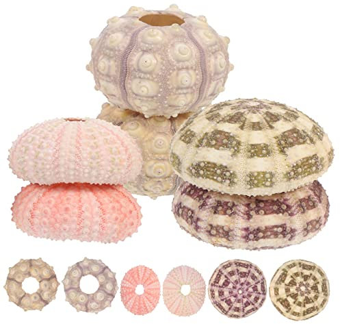 Parliky 6 Stück DIY-seeigelmuscheln Für Aquarium Und Heimdekoration Luftpflanzen-Dekoration Naturgetreue Meeresbewohner-Accessoires Zufällige Farb- Und Größenauswahl