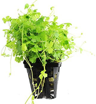 Dreiteiliger Wassernabel / Hydrocotyle tripartita (sp. Japan) - im Bund