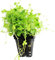 Dreiteiliger Wassernabel / Hydrocotyle tripartita (sp. Japan) - im Bund