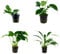 Tropica Anubias Set mit 4 Anubias Topf Pflanzen Aquariumpflanzenset Nr.8 Wasserpflanzen Aquarium Aquariumpflanzen
