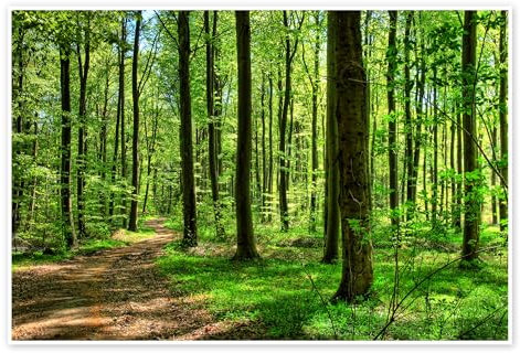 Frühlingsduft im Wald Poster 130 x 90 cm Grün Botanik Wanddeko