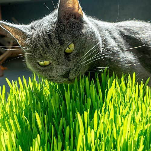 Semillas De Hierba De Gato Prado De Gato Verde Semillas De Hierba De Gato Natural Plantas De BonsáI Para Gatos Soporte Digestivo Hierba De Gato Semillas ExóTicas Plantas Regalo 100 Hierba De Gato