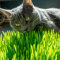 Semillas De Hierba De Gato Prado De Gato Verde Semillas De Hierba De Gato Natural Plantas De BonsáI Para Gatos Soporte Digestivo Hierba De Gato Semillas ExóTicas Plantas Regalo 100 Hierba De Gato