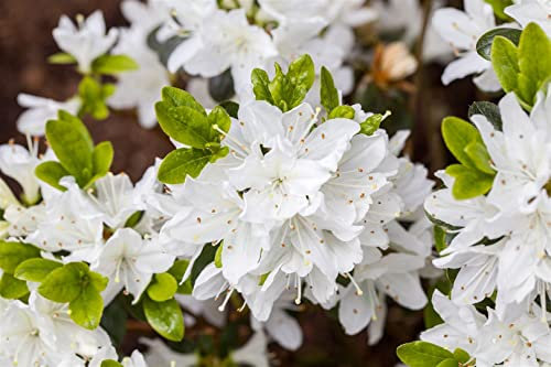 Rhododendron obtusum 'Kermesina Alba' 15-20 cm - Azalee, weiße Blüten, Blütezeit Mai-Juni, ideal für Kübel und Rabatten, winterhart und pflegeleicht