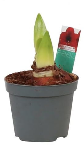 Bulbo de Lirio Suramericano - Hippeastrum - Planta Natural con Flores Mix Color y Riego Moderado