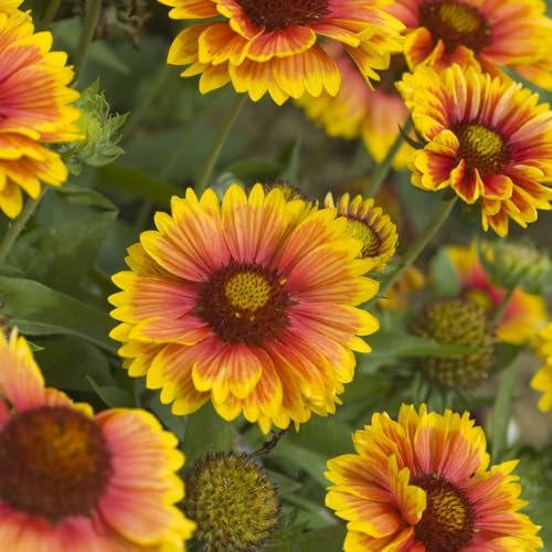 Gaillardia 'Mesa Bright Bicolour' - Vibrant Red and Yellow Blanket Flower, Hardy and Drought-Resistant, 6X, 24X or 48X Plug Plants by Thompson and Morgan